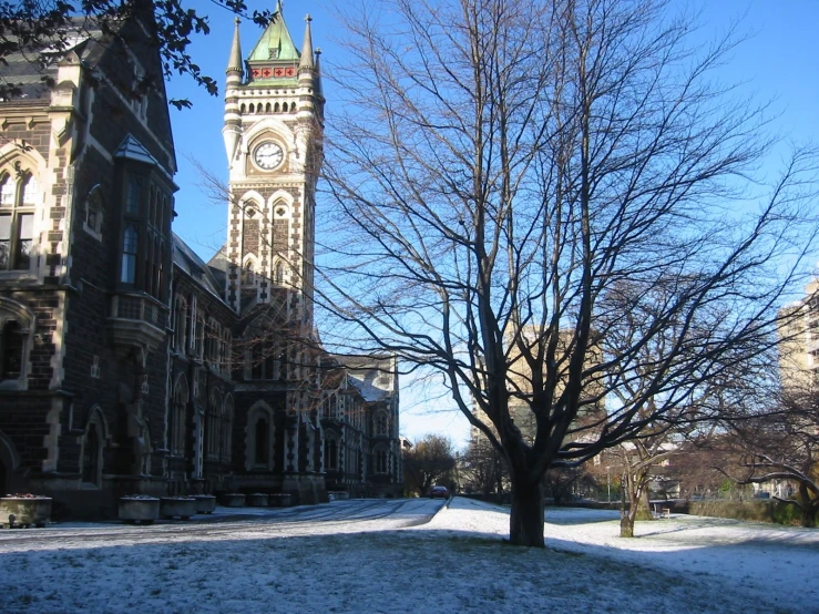 a tree is in front of some buildings