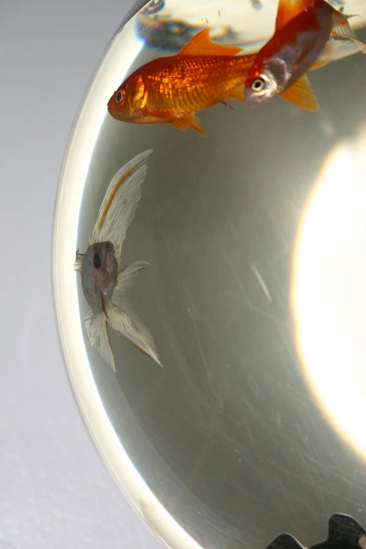 two goldfish in a silver bowl full of water