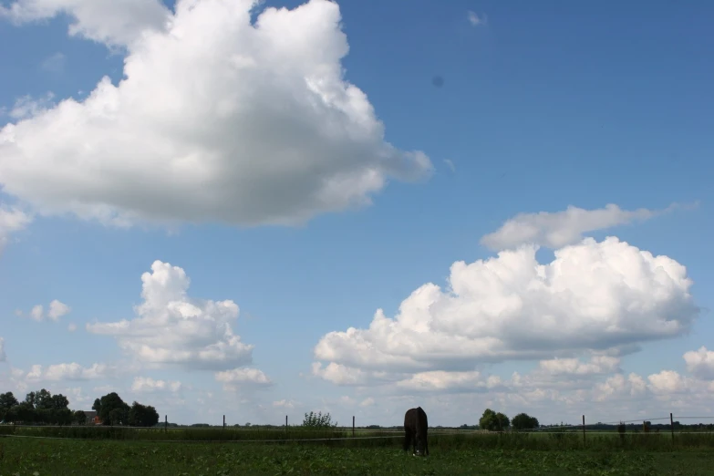 a person in a grassy field near a horse