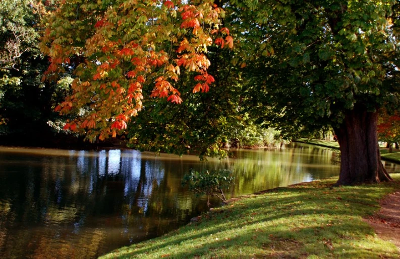 a river is surrounded by trees and grass