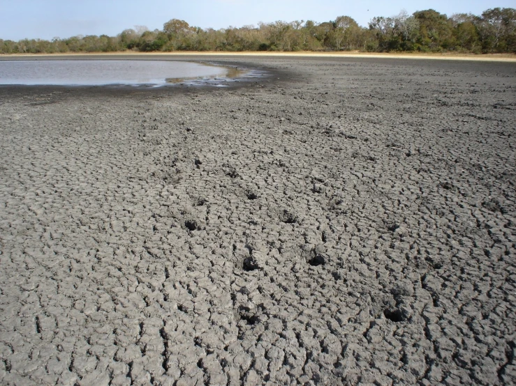 sand with black patches and trees in the background