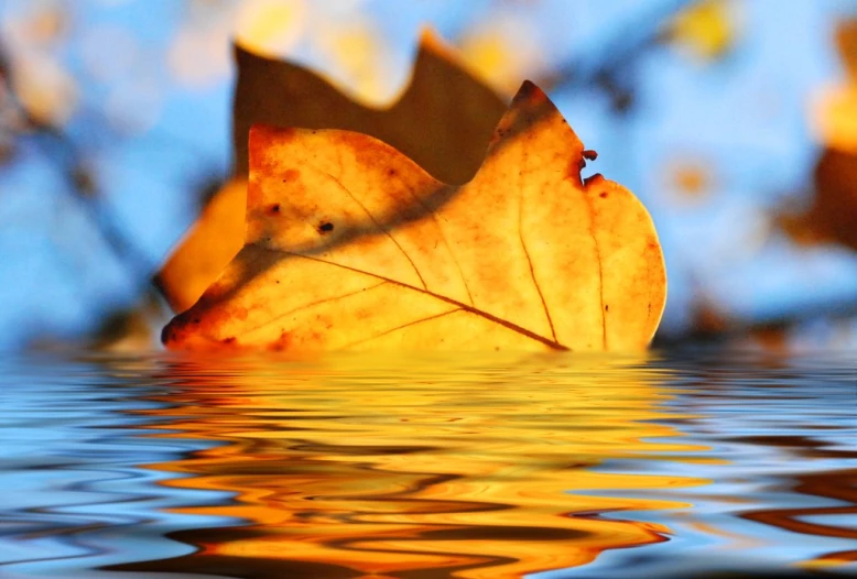 a leaf floats down the water from its reflection