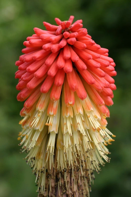 an unusual red and yellow flower is blooming