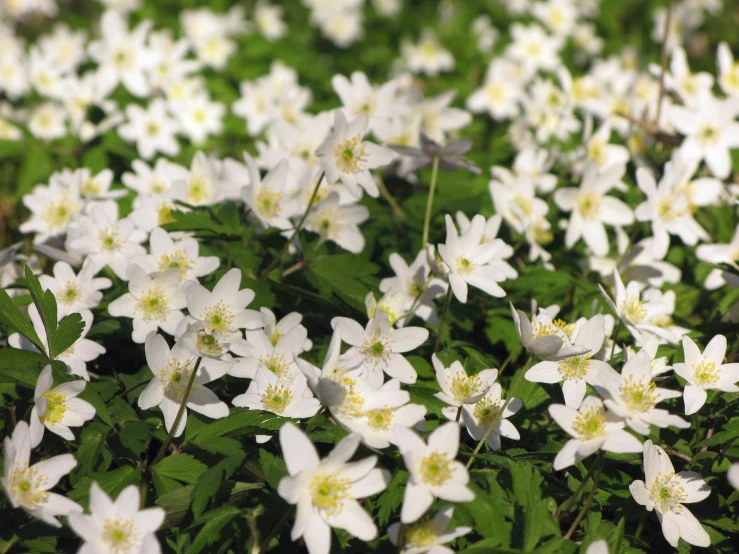 white flowers in the forest are in bloom