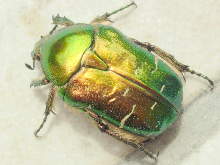 a close up of a beetle sitting on top of a table