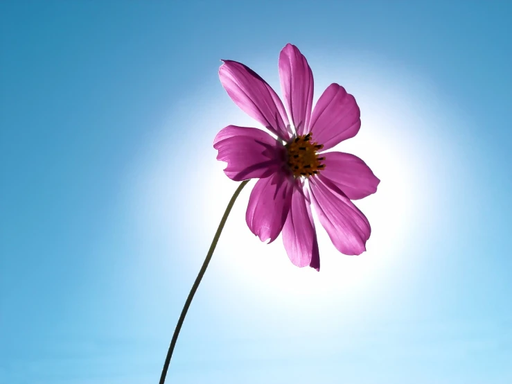 a purple flower standing in front of the sun