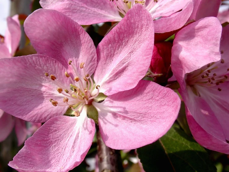 some pretty pink flowers on a nch