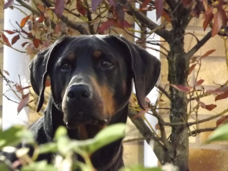 a dog is staring up into the camera