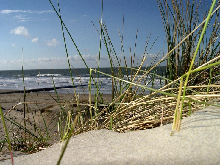 the grass is growing over the sand at the beach