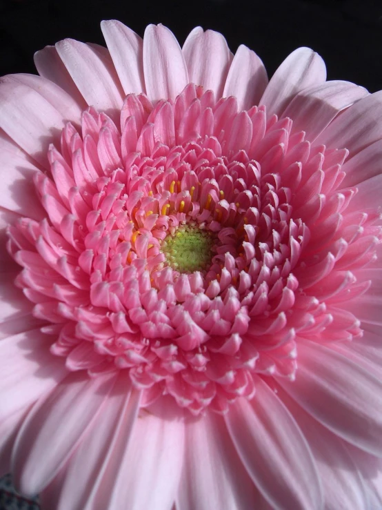 a close up of a pink flower, showing the center