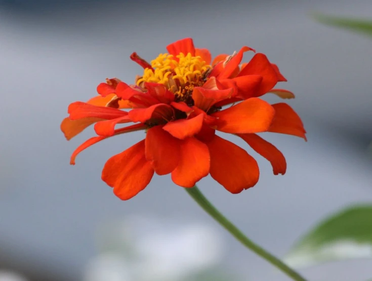 an orange and yellow flower blooming closeup