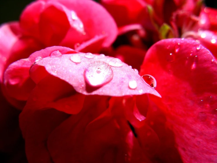 the water drops on a red flower