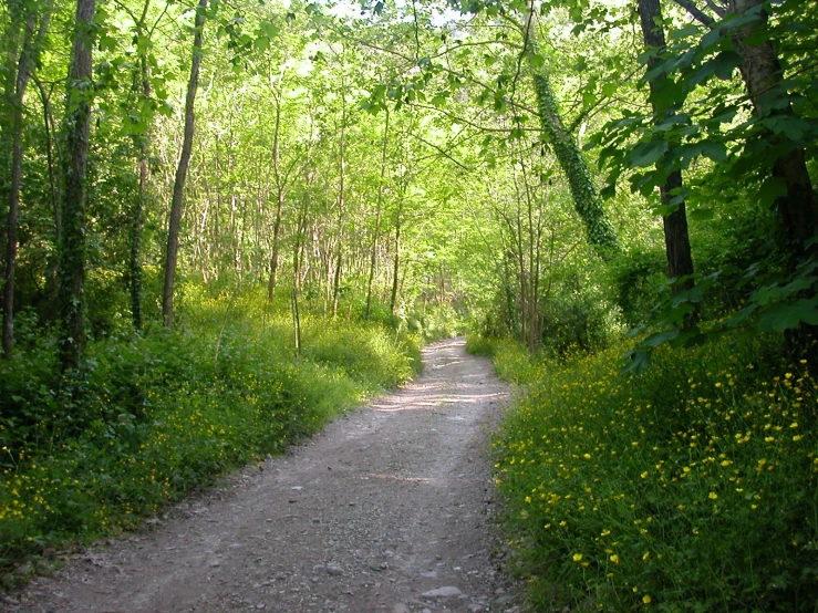 the trail cuts through a wooded area with tall trees