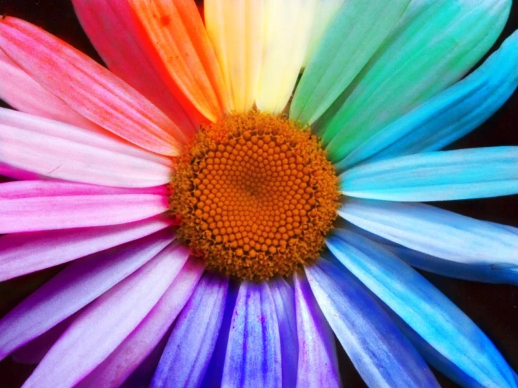 a close up of an adult rainbow colored flower