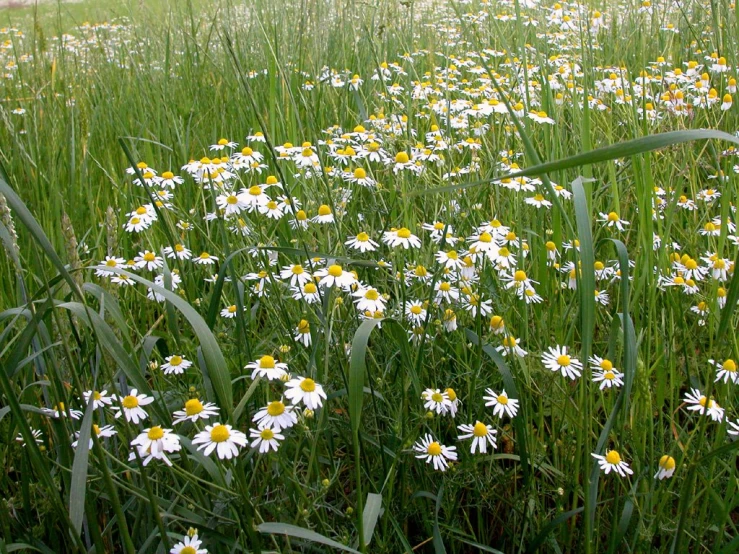 the field with daisies is overgrown by tall grass