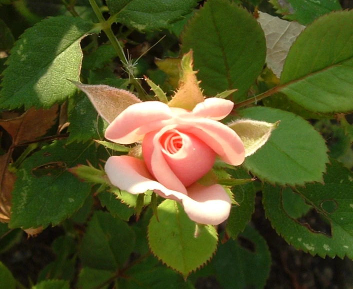 the pink rose is blooming on the vine