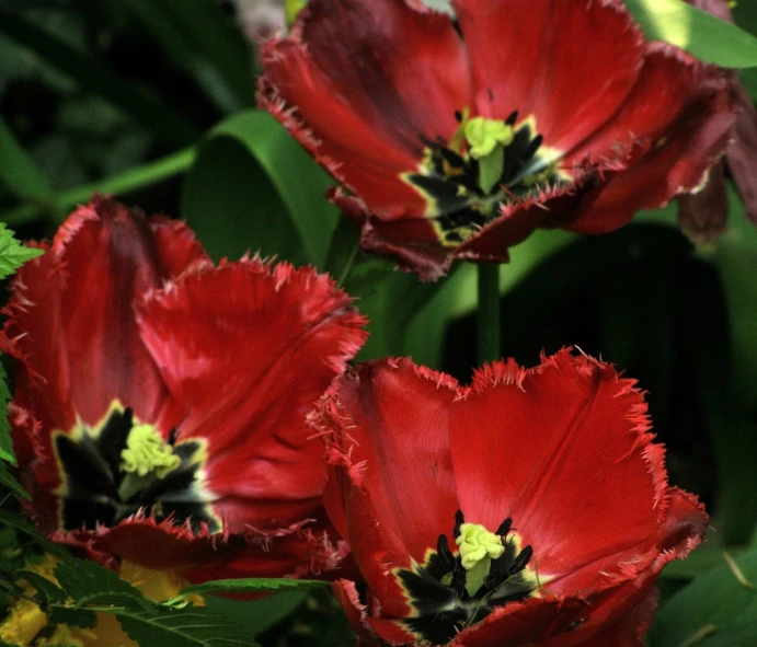 several red flowers with green leaves and green stems