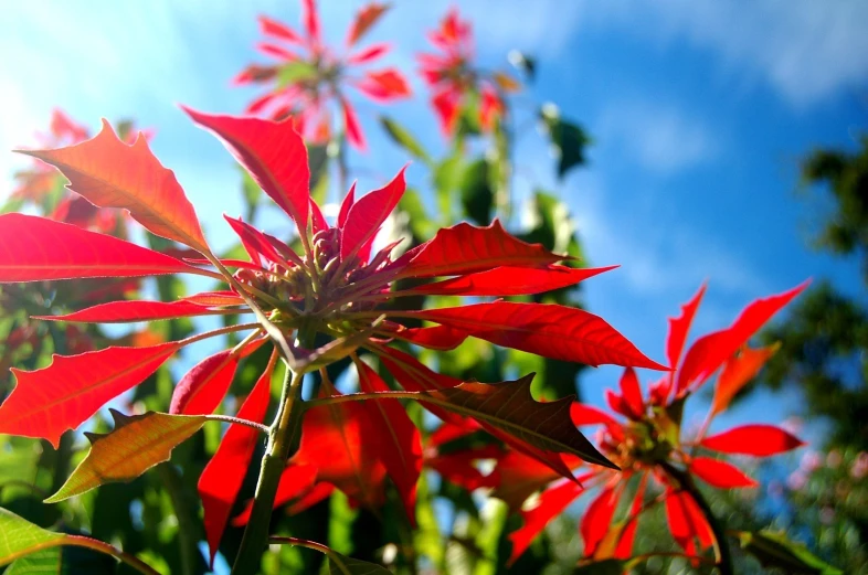 red flowers are seen on the nches of a tree