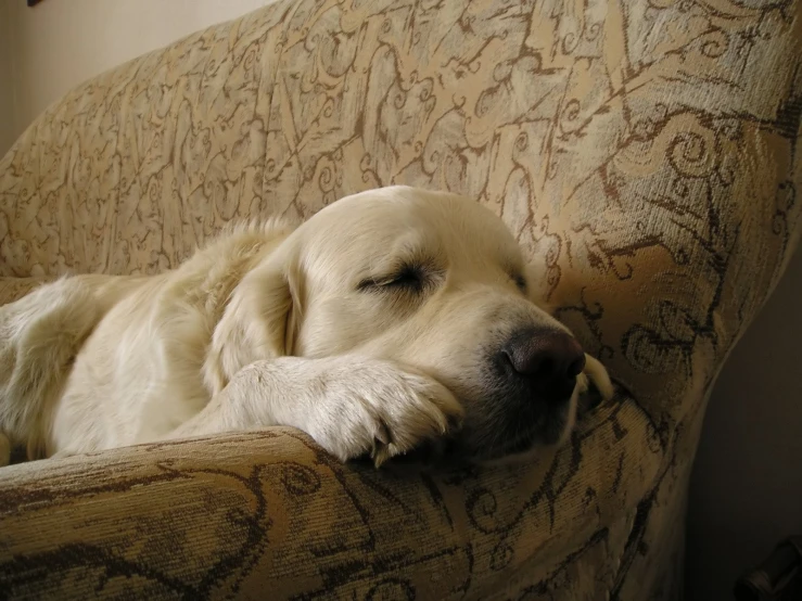 a dog that is sleeping on a couch