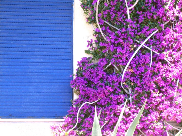 the flowers on the side of a building and blue shutters