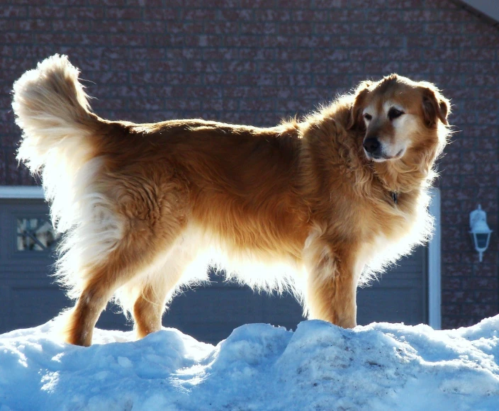 a fluffy golden dog stands on a mound of snow