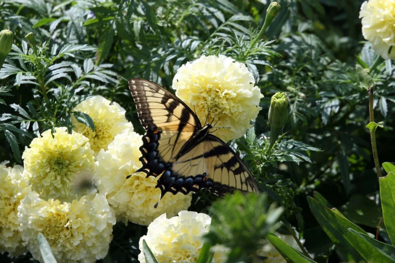 a erfly is sitting on top of a cluster of white flowers