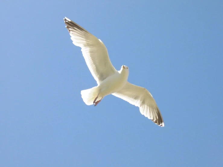 there is a large white bird flying high in the sky