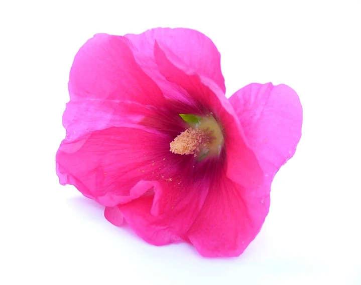 a pink flower on white background with red stamen