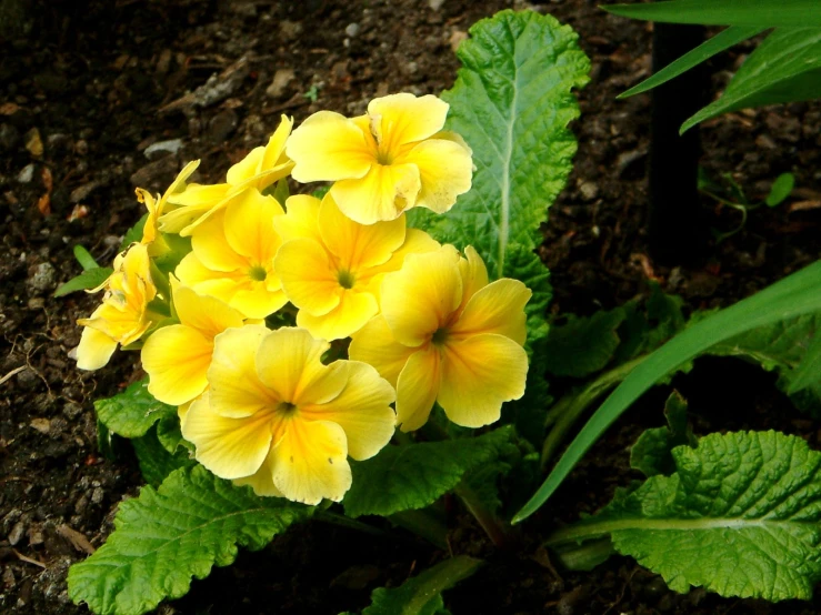 a bunch of yellow flowers with leaves around them