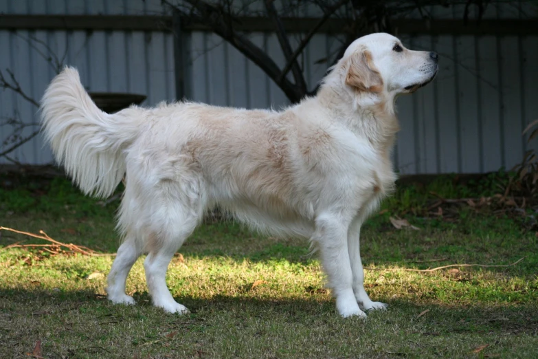 the white dog is standing on grass looking up