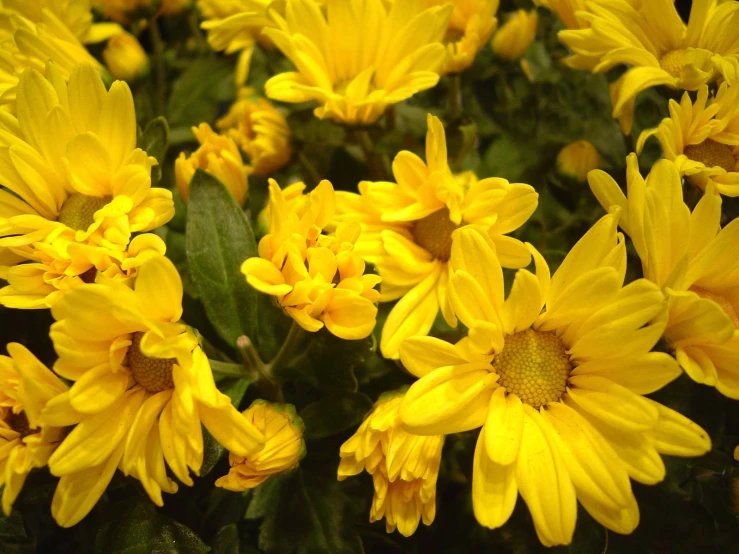 a large group of yellow flowers blooming on the plant