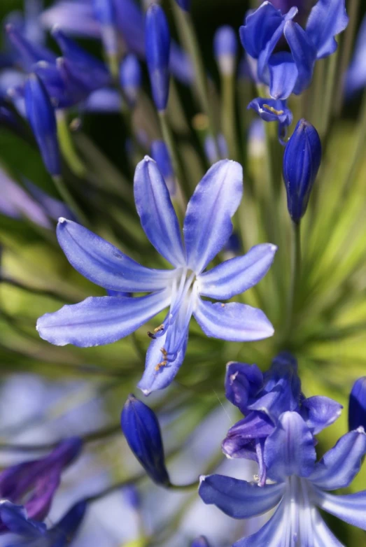 this is close up image of a blue flower