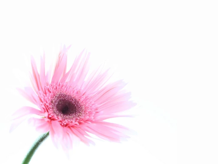 a single flower sits in the center of a po