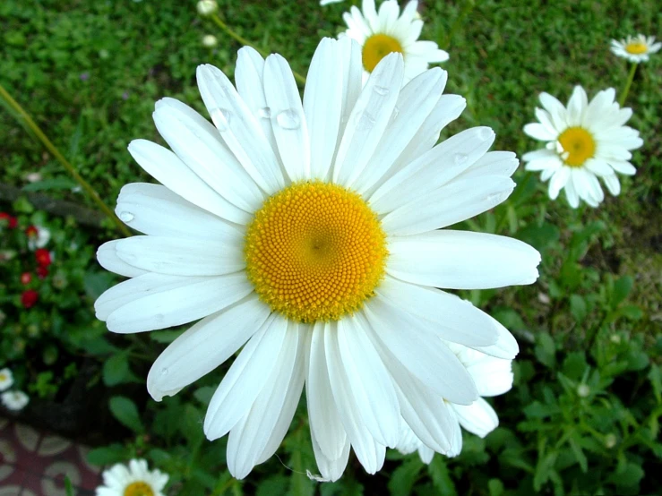 a daisy is blooming in the field