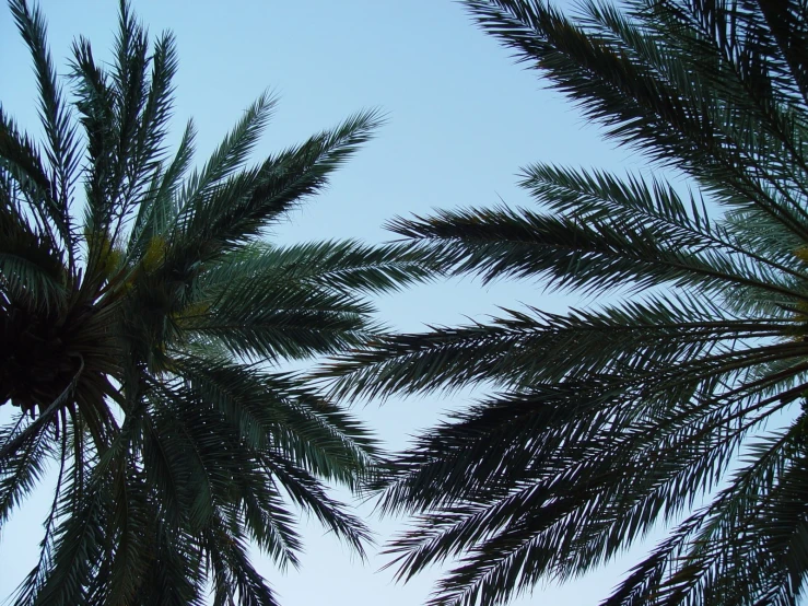 an airplane is flying through the air among some palm trees