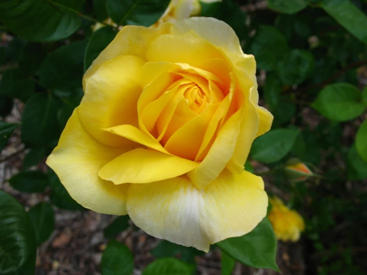 there is a yellow rose that is blooming