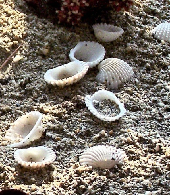 shells and shells on sand beach next to coral