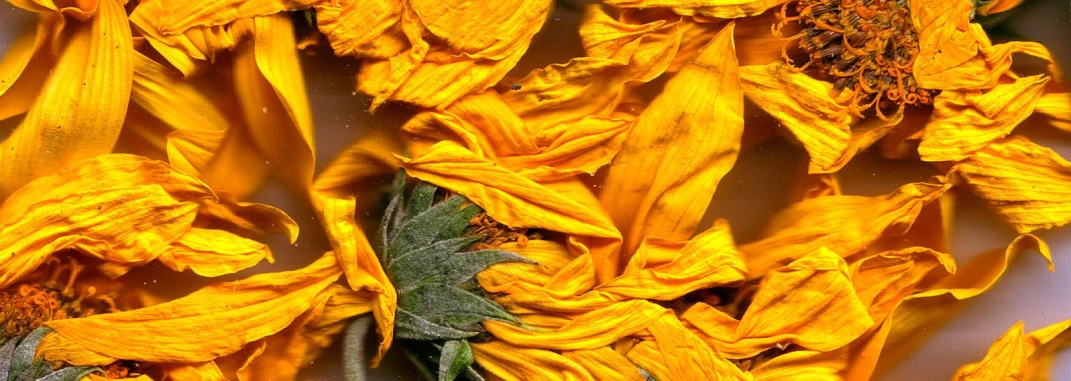 a close up image of sunflower petals