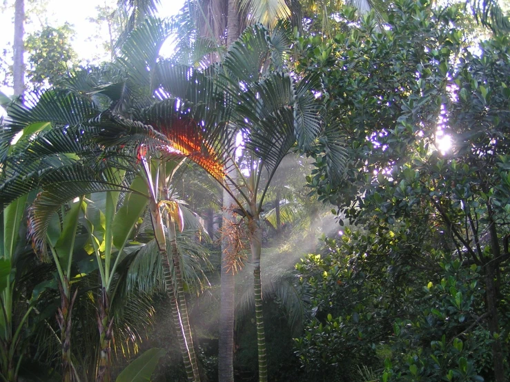 sun shines through the trees in the forest