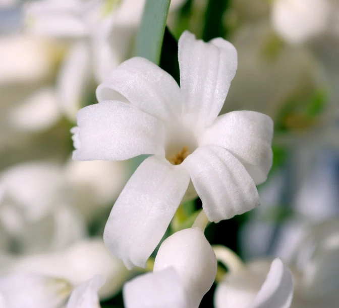 small white flowers are sitting in a vase