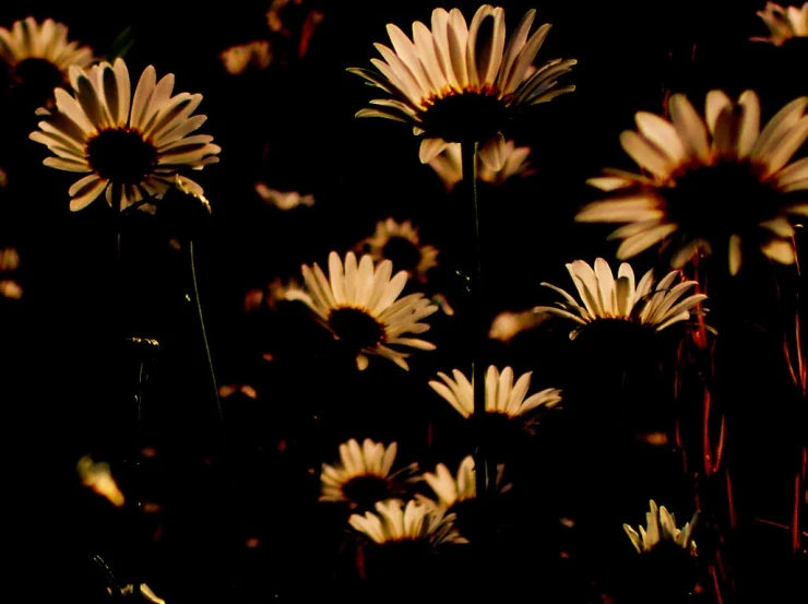 sun shining on daisies at night in a garden