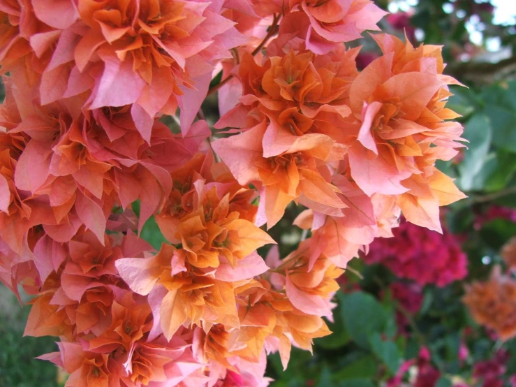 a close up po of a flower with many flowers in the background