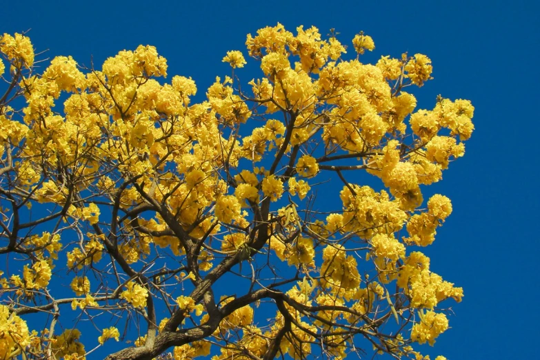 the tree has yellow flowers in it