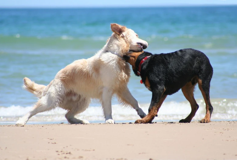 a pair of dogs are fighting at the beach