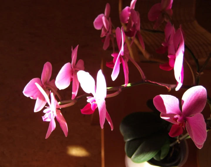 a pink orchid plant in a vase on top of a wooden table