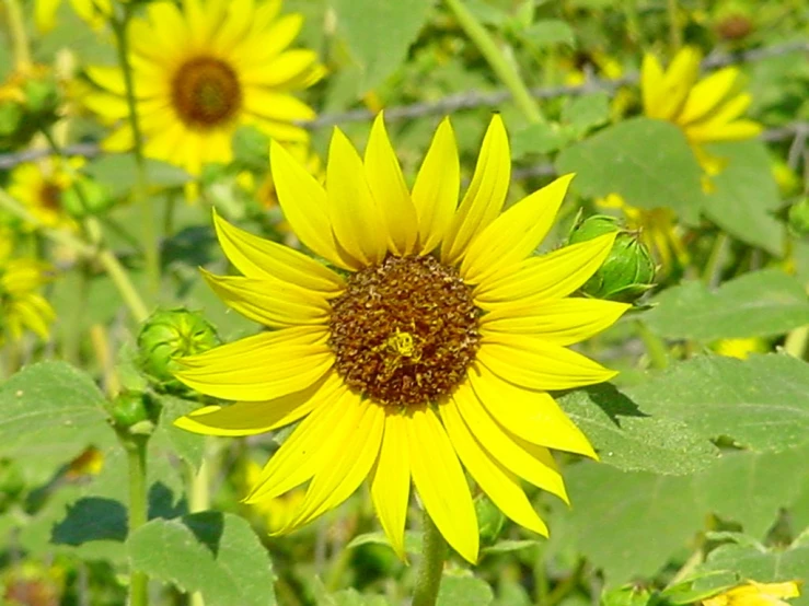 an odd yellow flower with many smaller ones on it