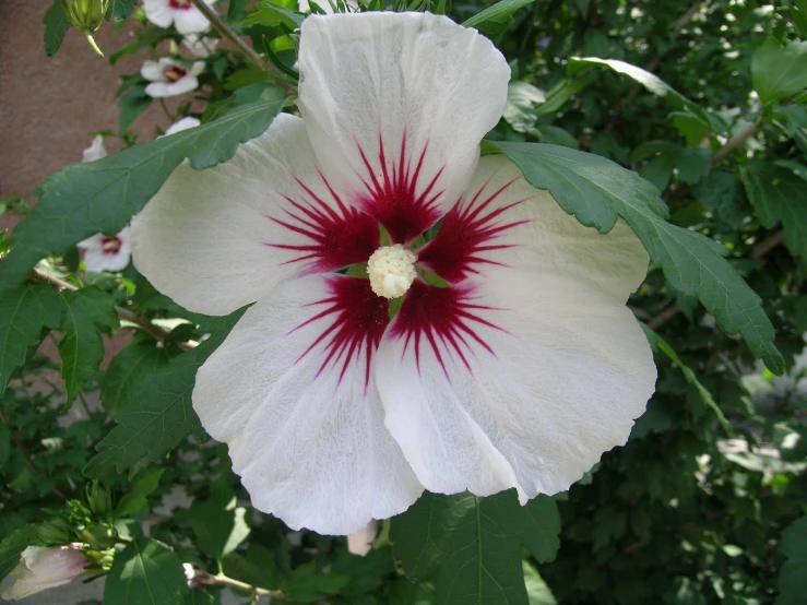a large white and red flower with green leaves