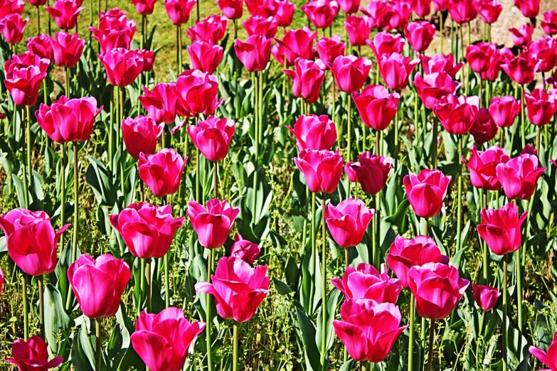 a field full of pink flowers with one blooming