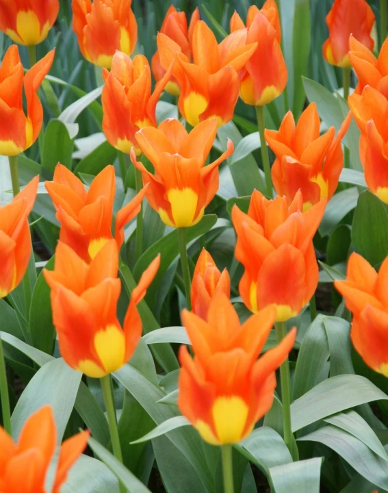 orange and yellow tulips with green leaves in the foreground