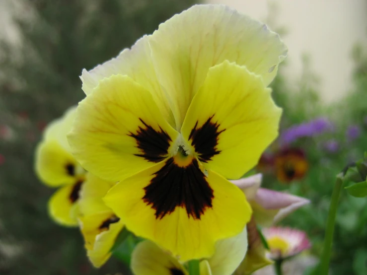 yellow flowers with brown centers on it are in a garden